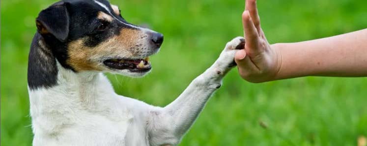 Adestramento de pets