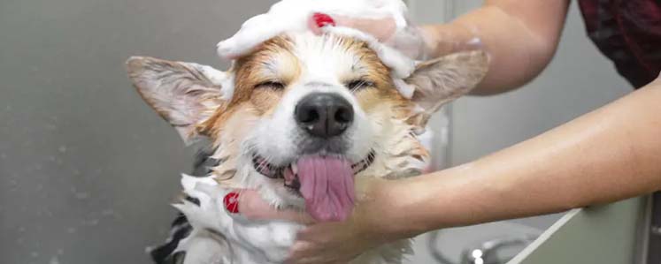 Banho e tosa para pets