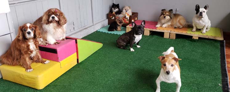 Creche para pets