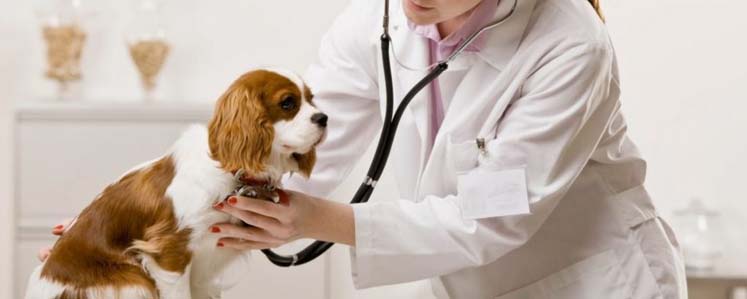 Cuidados veterinários para pets