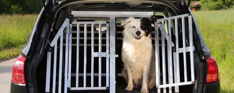 Pet taxi para transporte