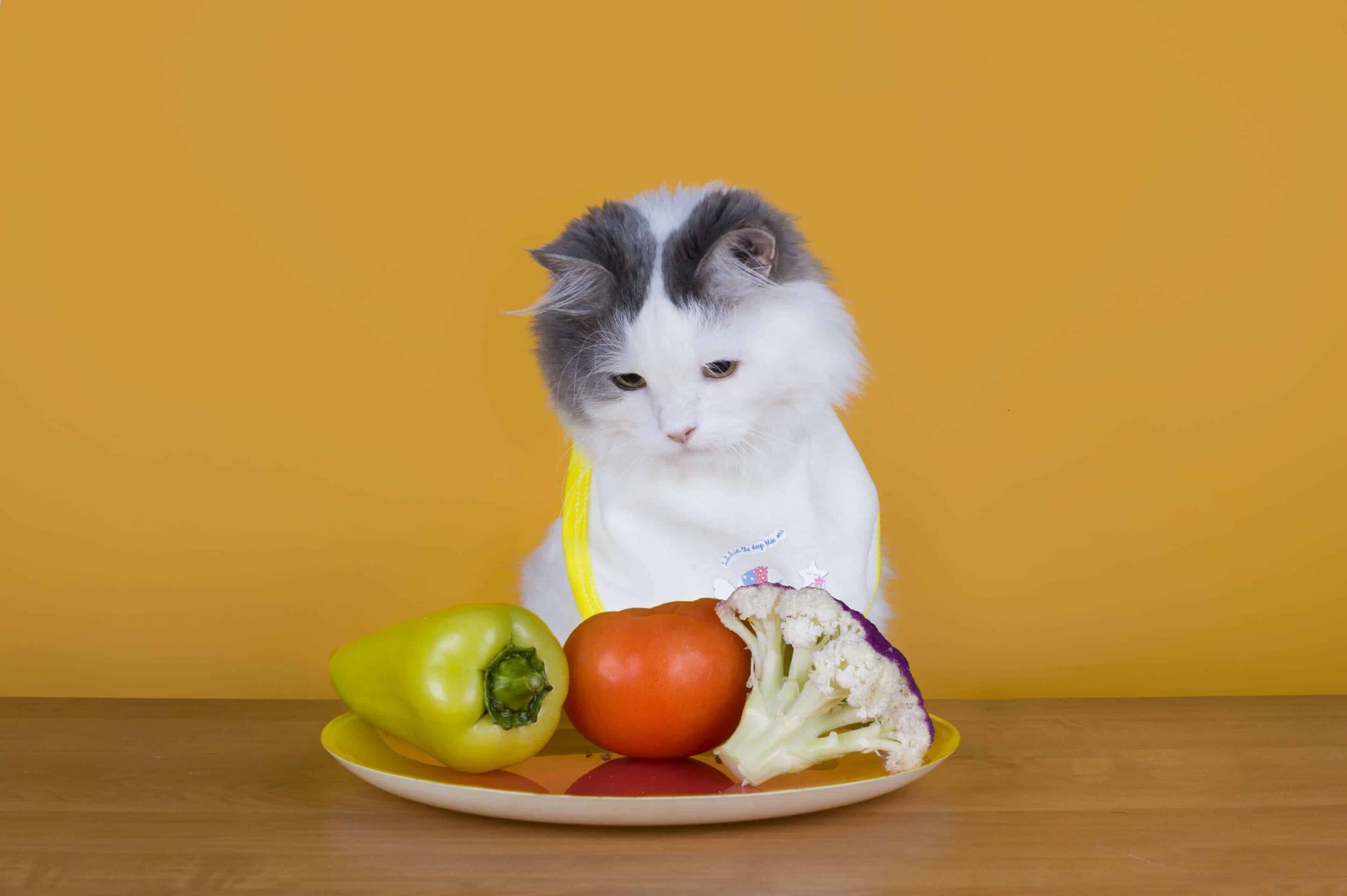 Alimentação balanceada dos gatos