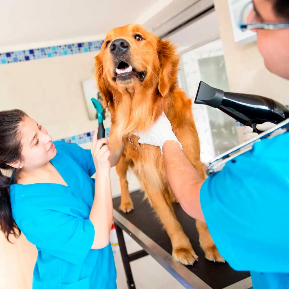 Curso de Banho e Tosa Online