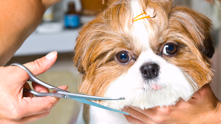 Você não vai acreditar no que a tosa para cachorros pode fazer pelo seu pet – resultados Incríveis que surpreendem!