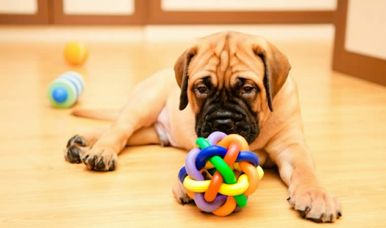 Brinquedos Interativos para Pets