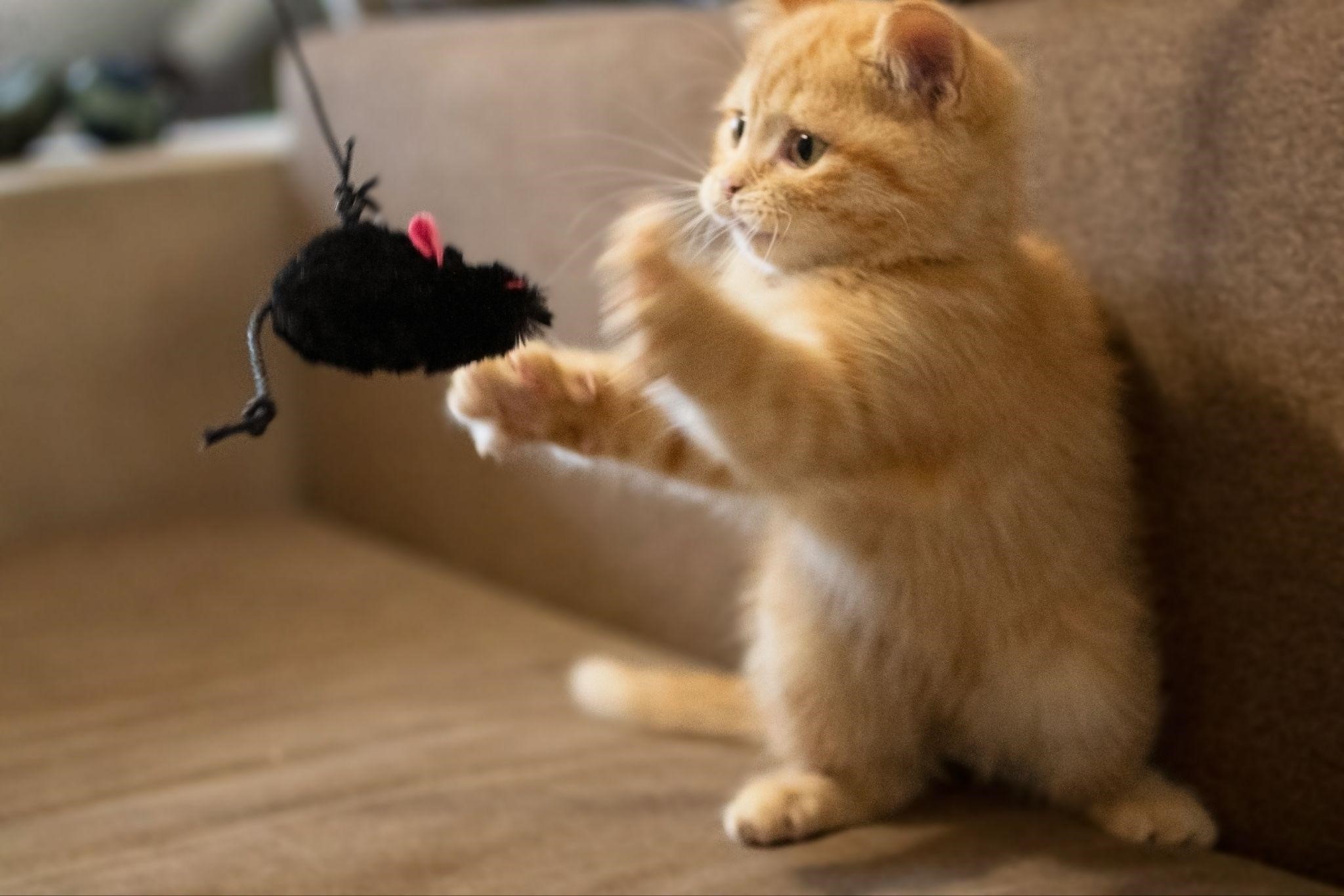 Brinquedos DIY para Pets