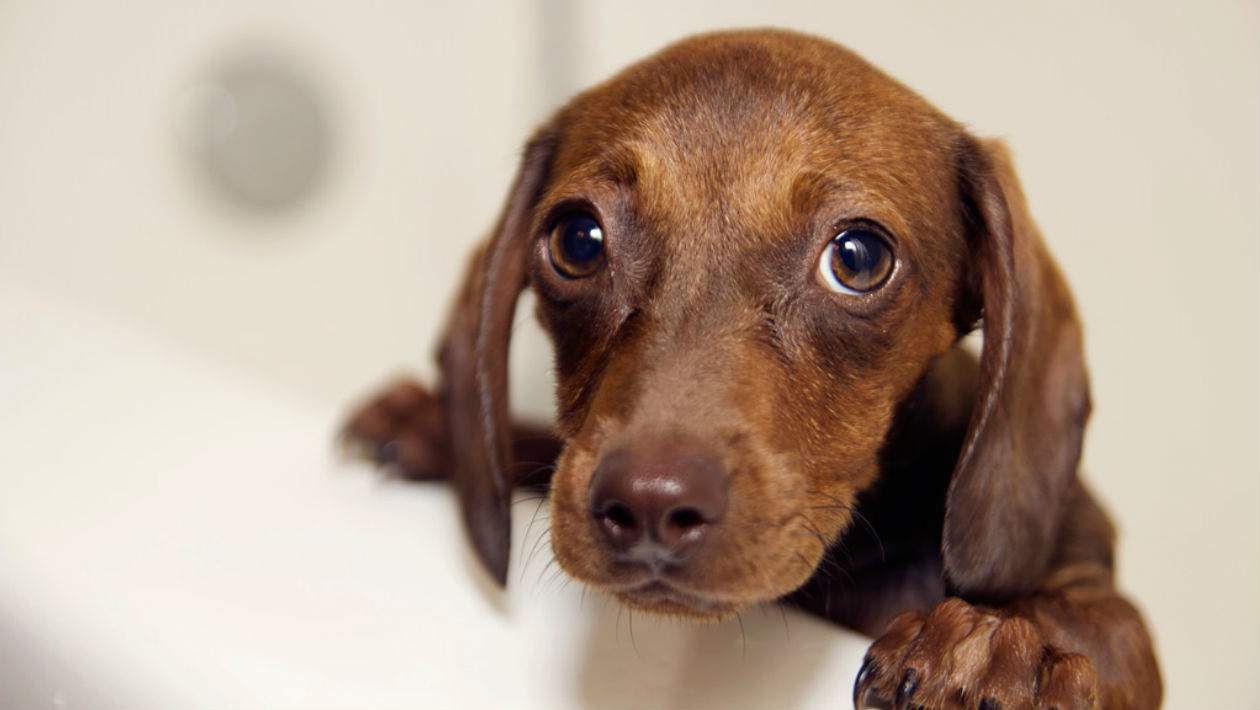 Cães e suas expressões faciais