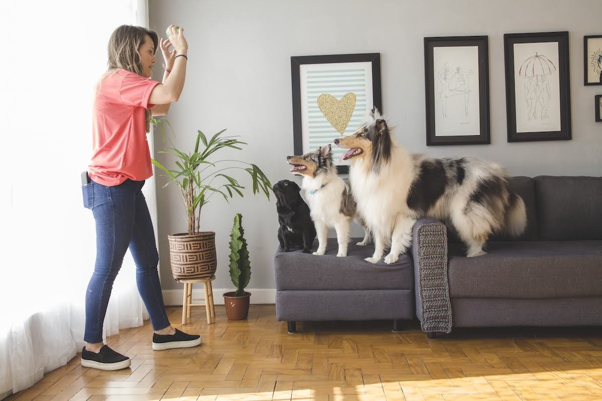 Atividades para Gastar Energia do pet