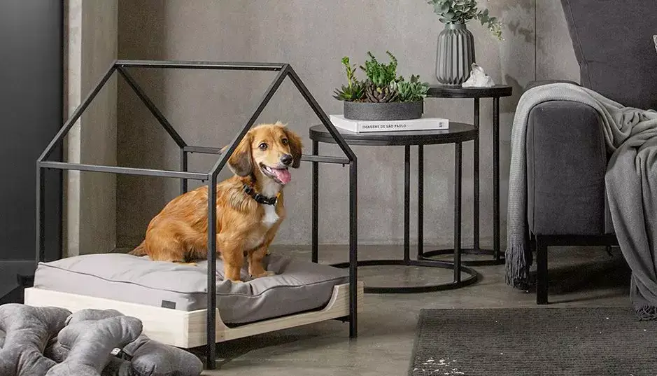 Dicas para deixar a casa pet-friendly