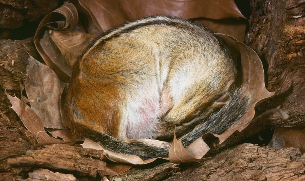 Hibernação em Roedores: O Que Você Precisa Saber para Proporcionar Bem-Estar ao Seu Pet