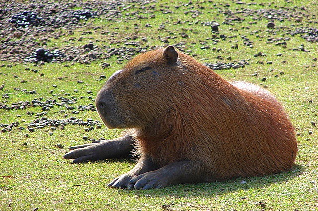 Maior Roedor do Mundo