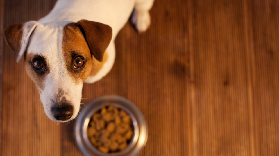 Pets que não comem: Entenda as causas e como ajudar seu amigo