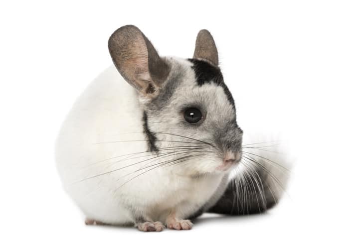 Roedores como Pets: Tudo que Você Precisa Saber para Proporcionar Bem-Estar e Diversão